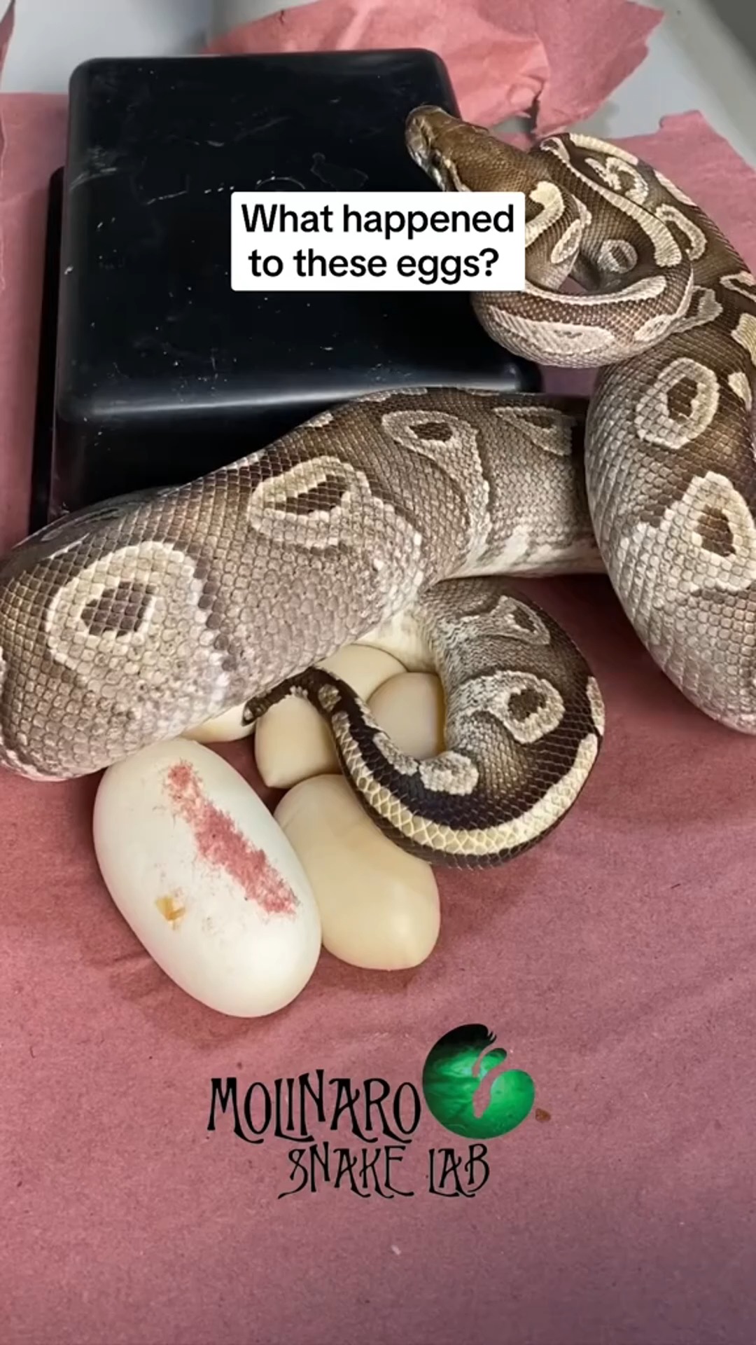 What happened to her eggs?