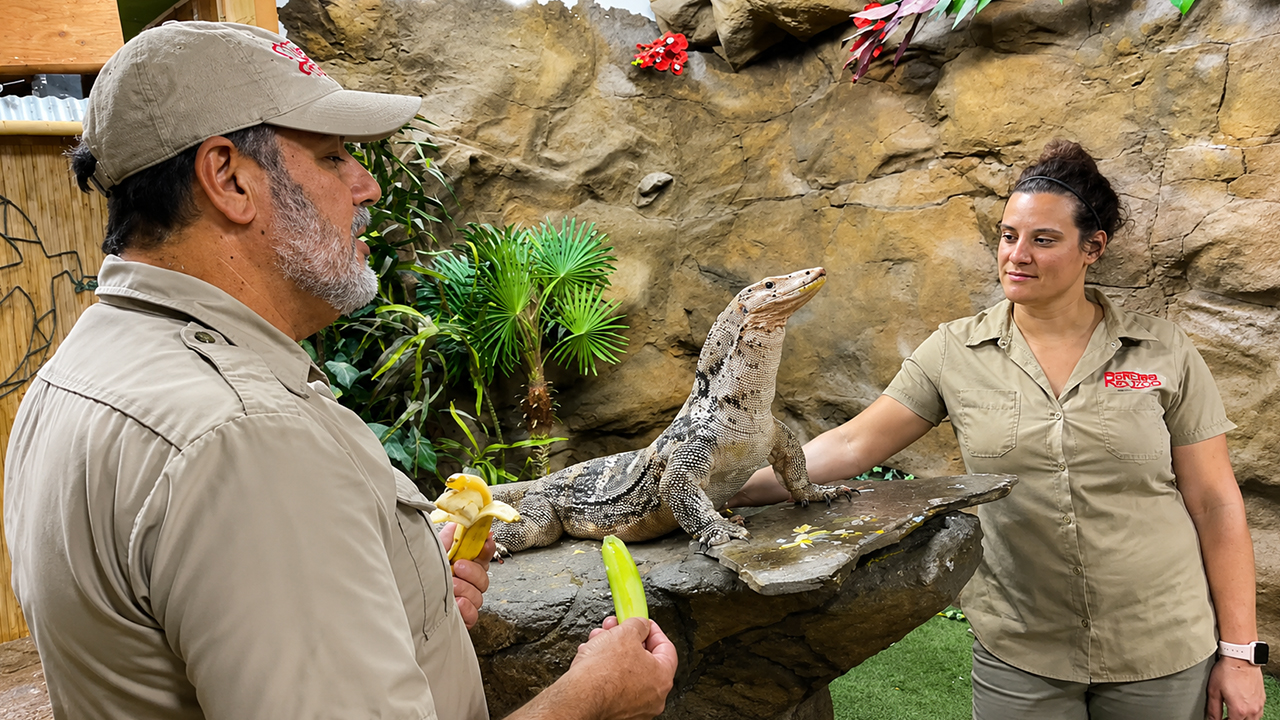 check-out-this-giant-water-monitor-sampling-a-surprising-food-spread
