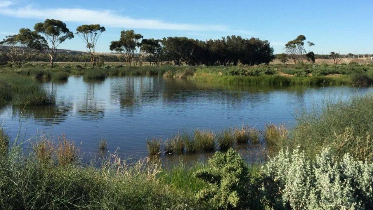 Australia’s Green Triangle forests grew; wetlands now face falling ...