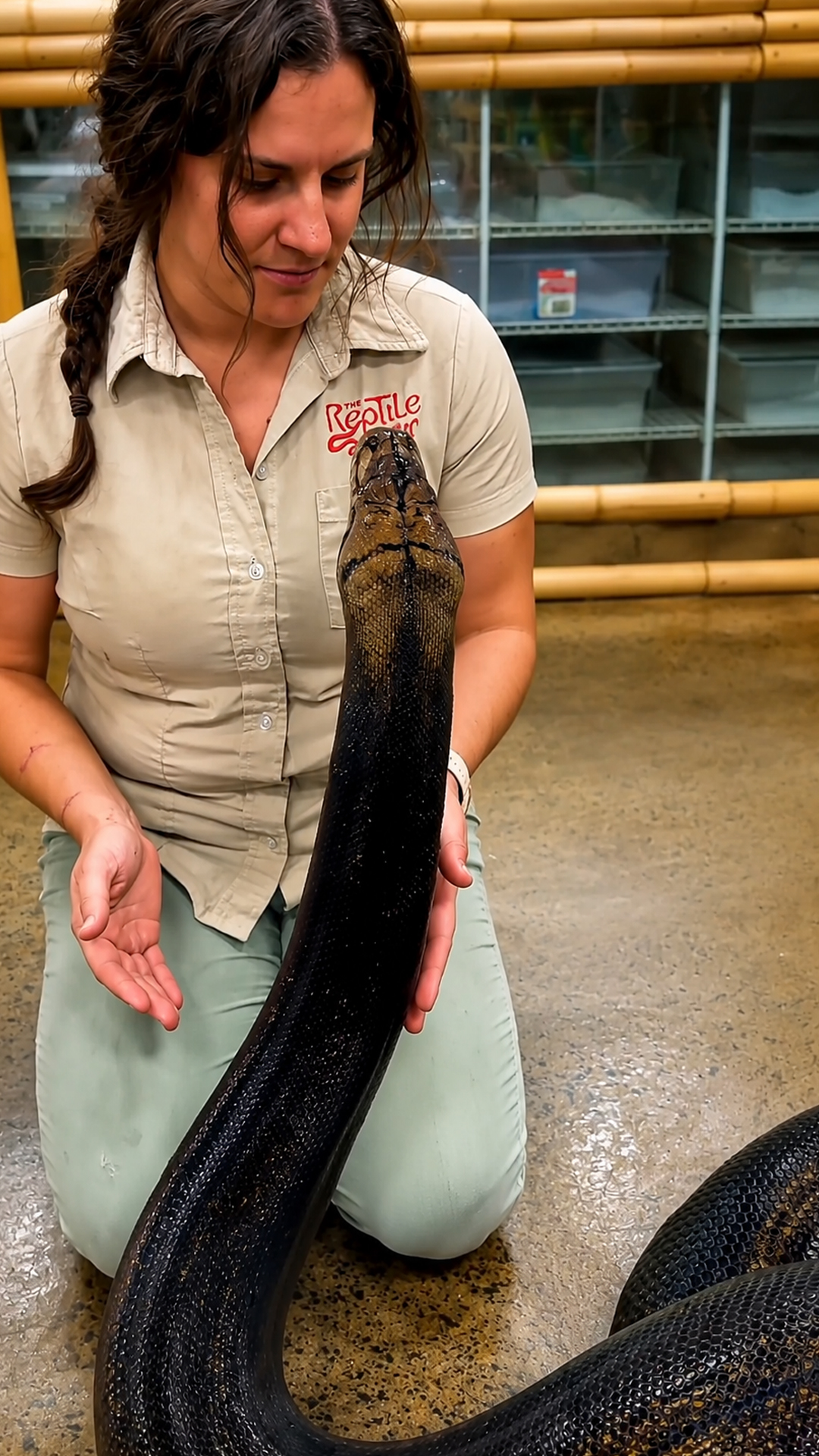 Watch this huge black snake calmly rise as its handler looks on