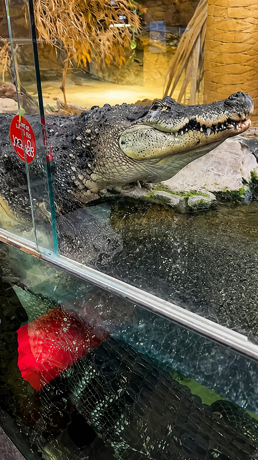 Alligator bellow vibration makes water bounce off its back in loud roar