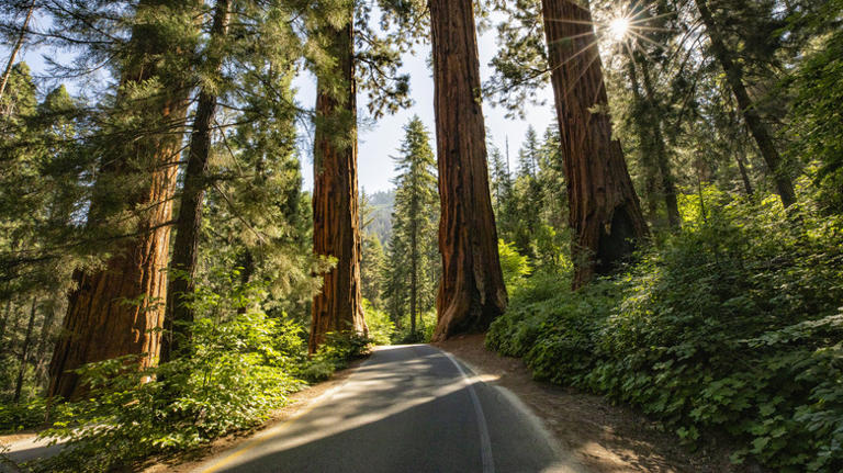 9 tips from park rangers for enjoying Redwood National and State Parks