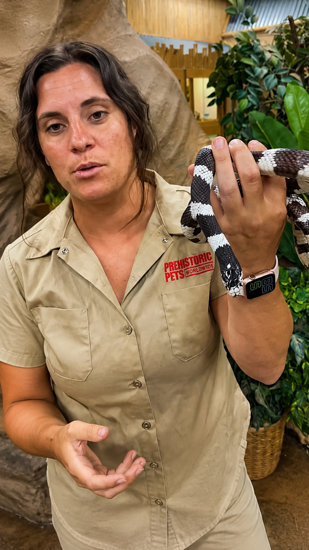 Desert kingsnake swallows venomous pit vipers without flinching