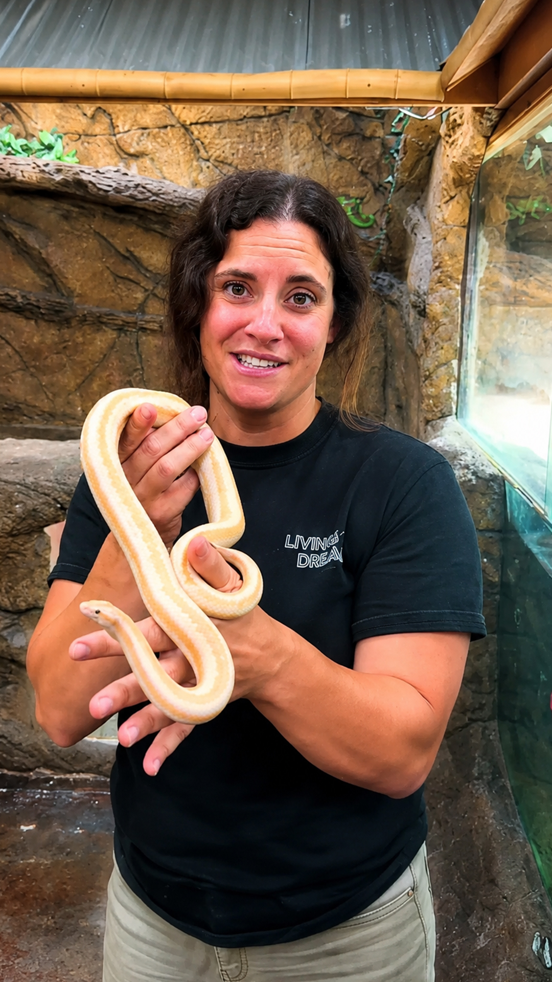 Comparing Boa live birth to Python egg laying in reproduction