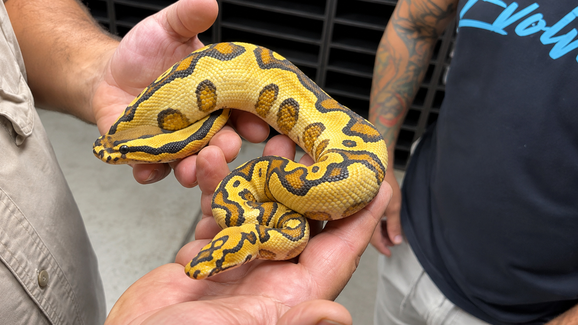 World-first genetics and rare ball python morphs showcased