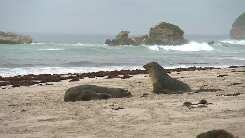 First endangered Australian sea lion dies from bird flu on Kangaroo Island