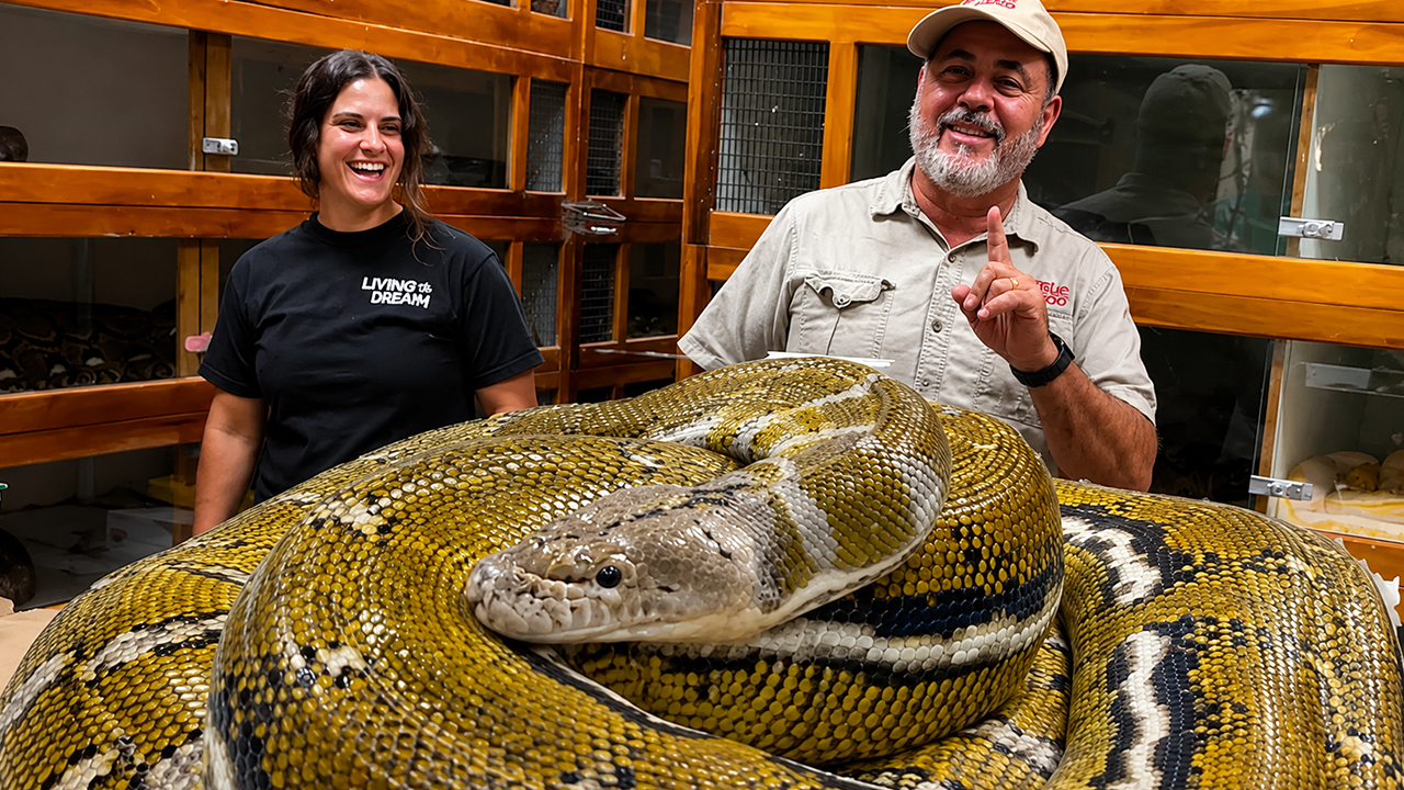 Reptile keeper discovers 53 eggs from a massive reticulated python