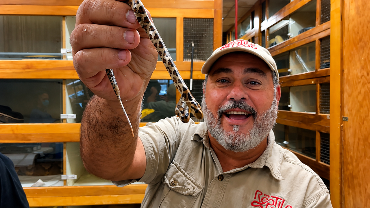 Rare two-headed python successfully hatches out of its shell