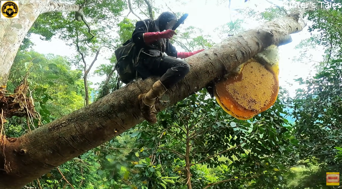 Harvesting giant wild honey from a towering ancient jungle tree