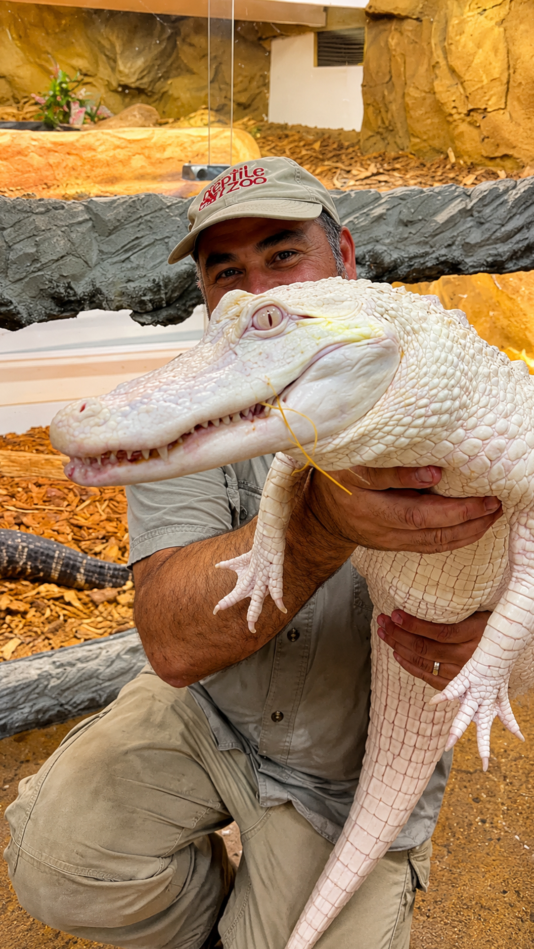 Albino alligator devours fresh shrimp snacks with impressive speed