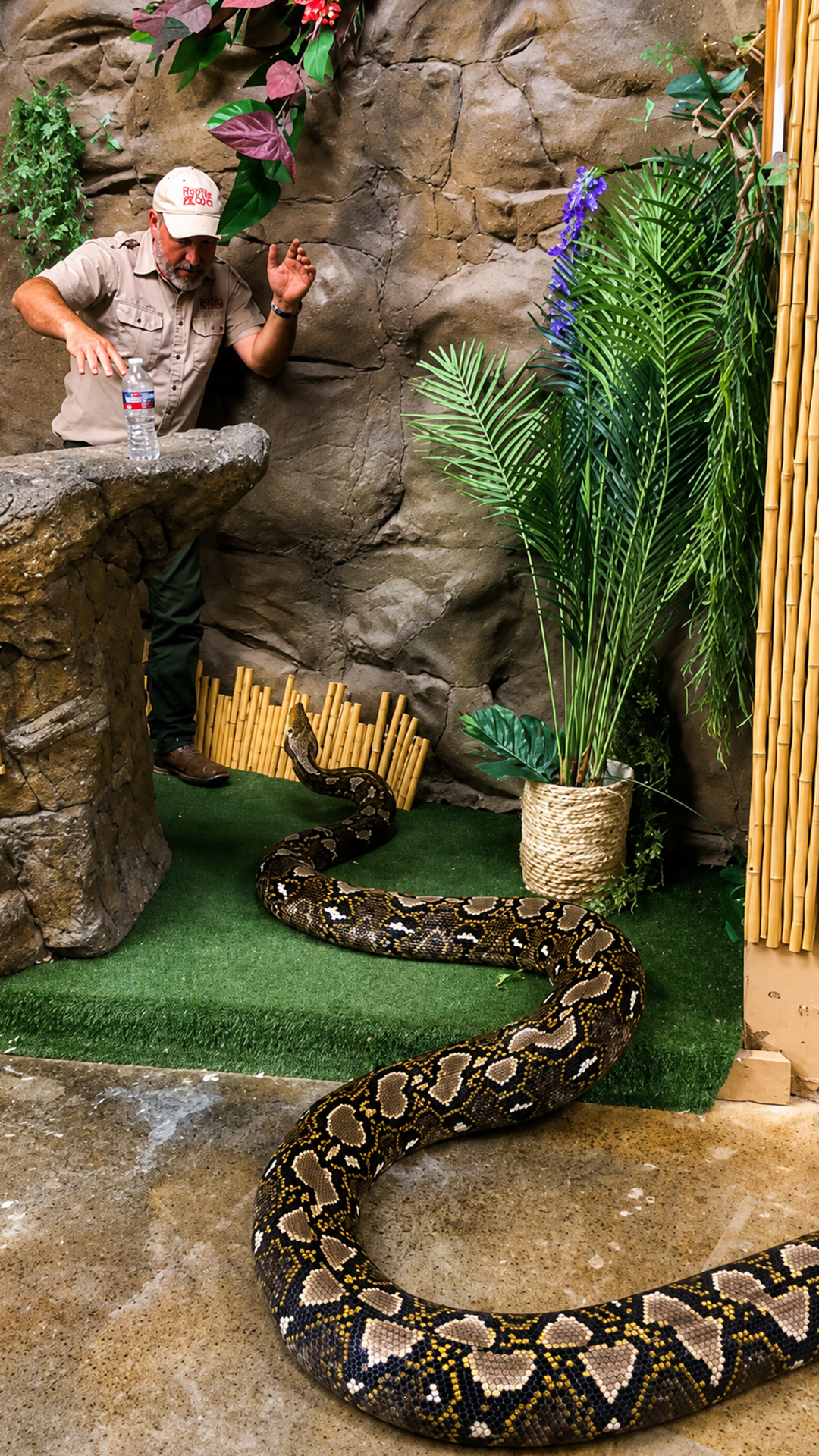 Giant python stands tall while handler maintains safe distance