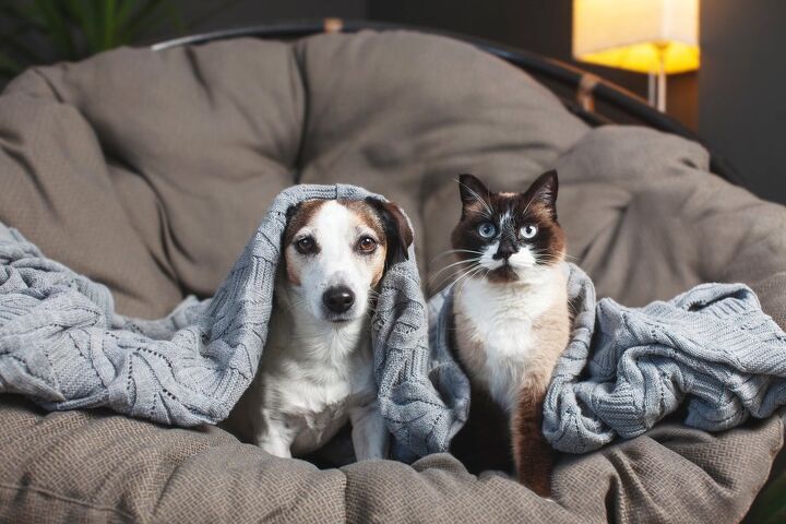 Can cats and dogs have obsessive-compulsive disorder (OCD)?