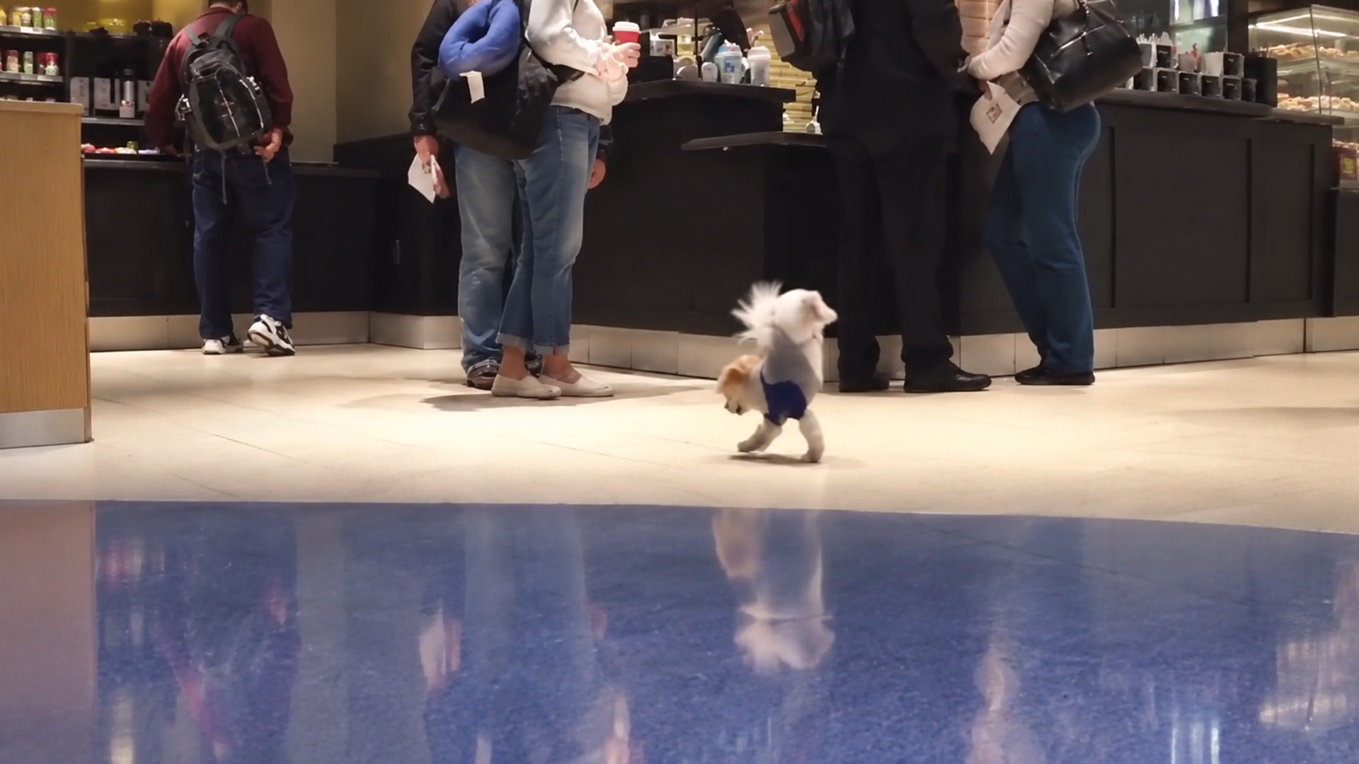 Kleine Witte Hond Paradeert Door De Menigte