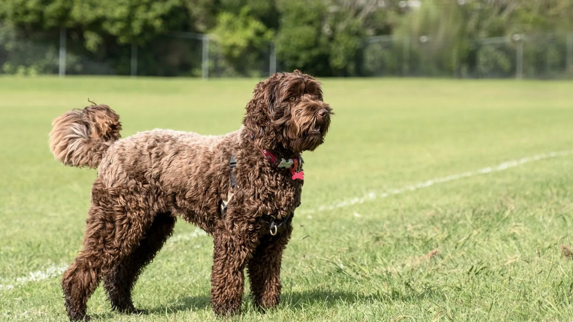 60 000 Labradoodles In Nederland Maar Is Deze Populaire Hond Echt De 