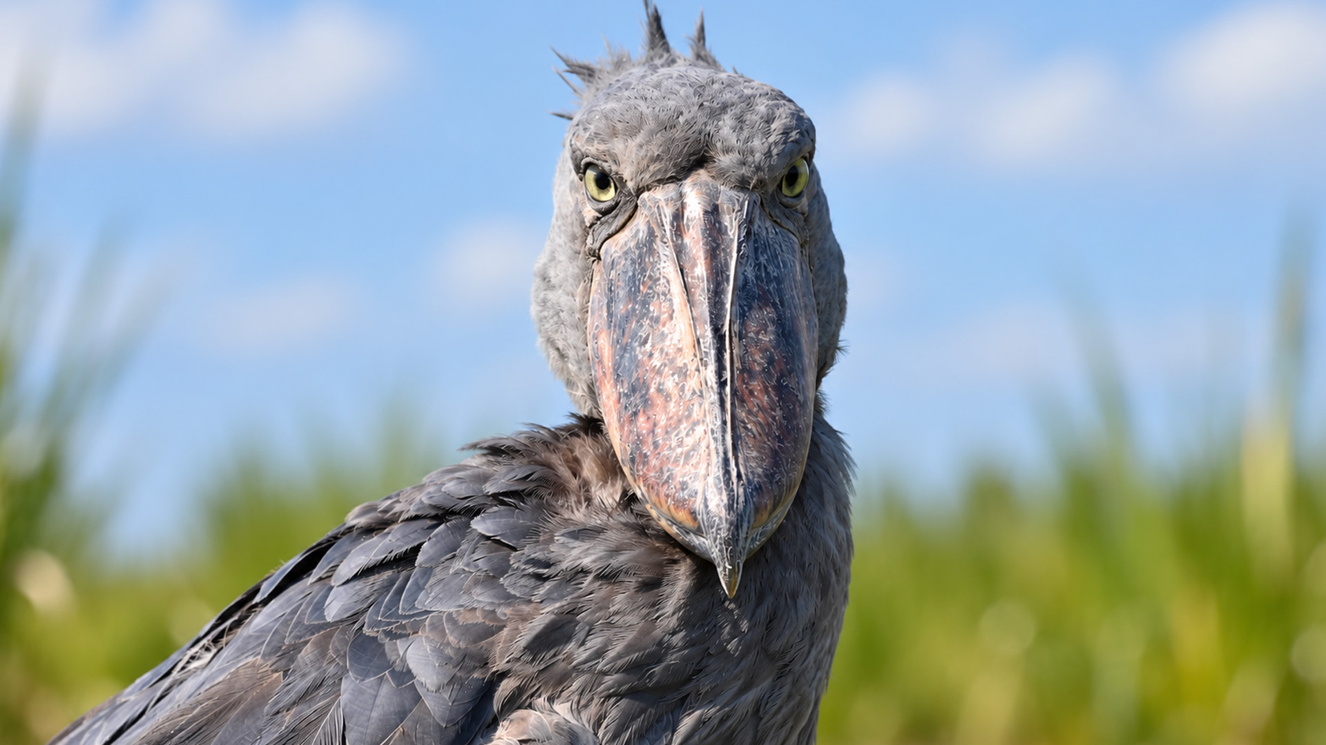 Questo uccello sembra uscito dalla preistoria