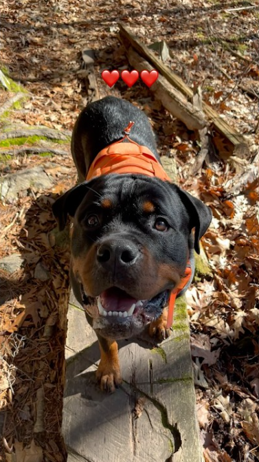 Adorable Rottweiler puppy moments full of love