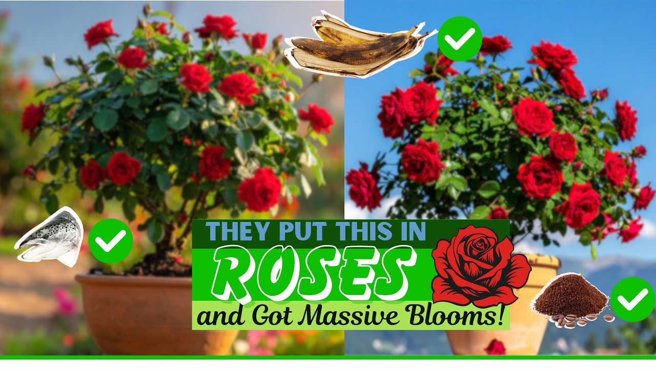 10 clever rose care tricks for healthier beautiful blooms