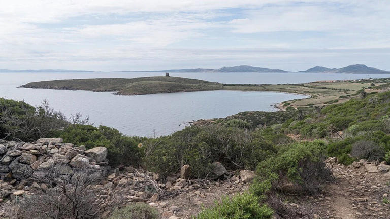 White coats traced to single mutation: TYR change gives Asinara donkeys ...