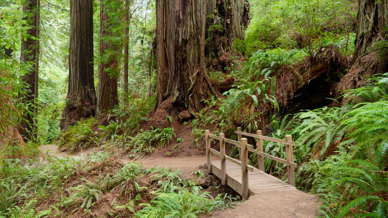 9 tips from park rangers for enjoying Redwood National and State Parks