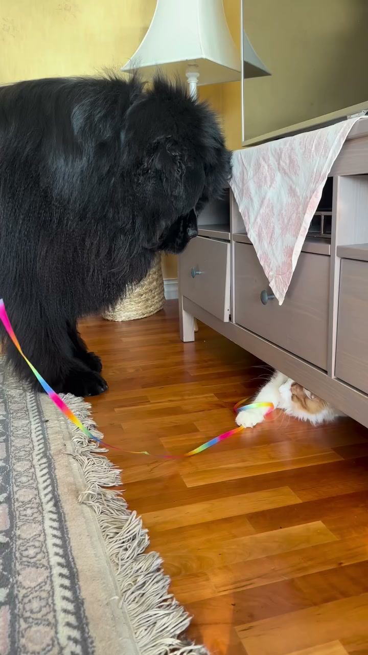 Watch this giant dog carefully step around a kitten