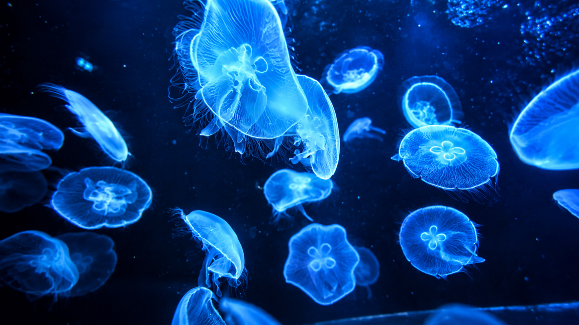 Glowing jellyfish drifting through the deep blue water
