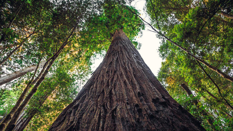 9 tips from park rangers for enjoying Redwood National and State Parks