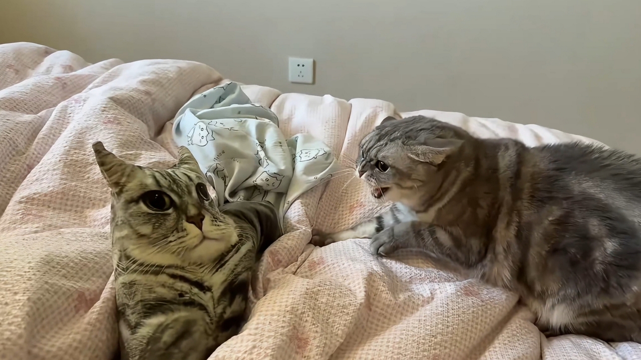 Cat surprised by realistic cat pillow in Liaoning