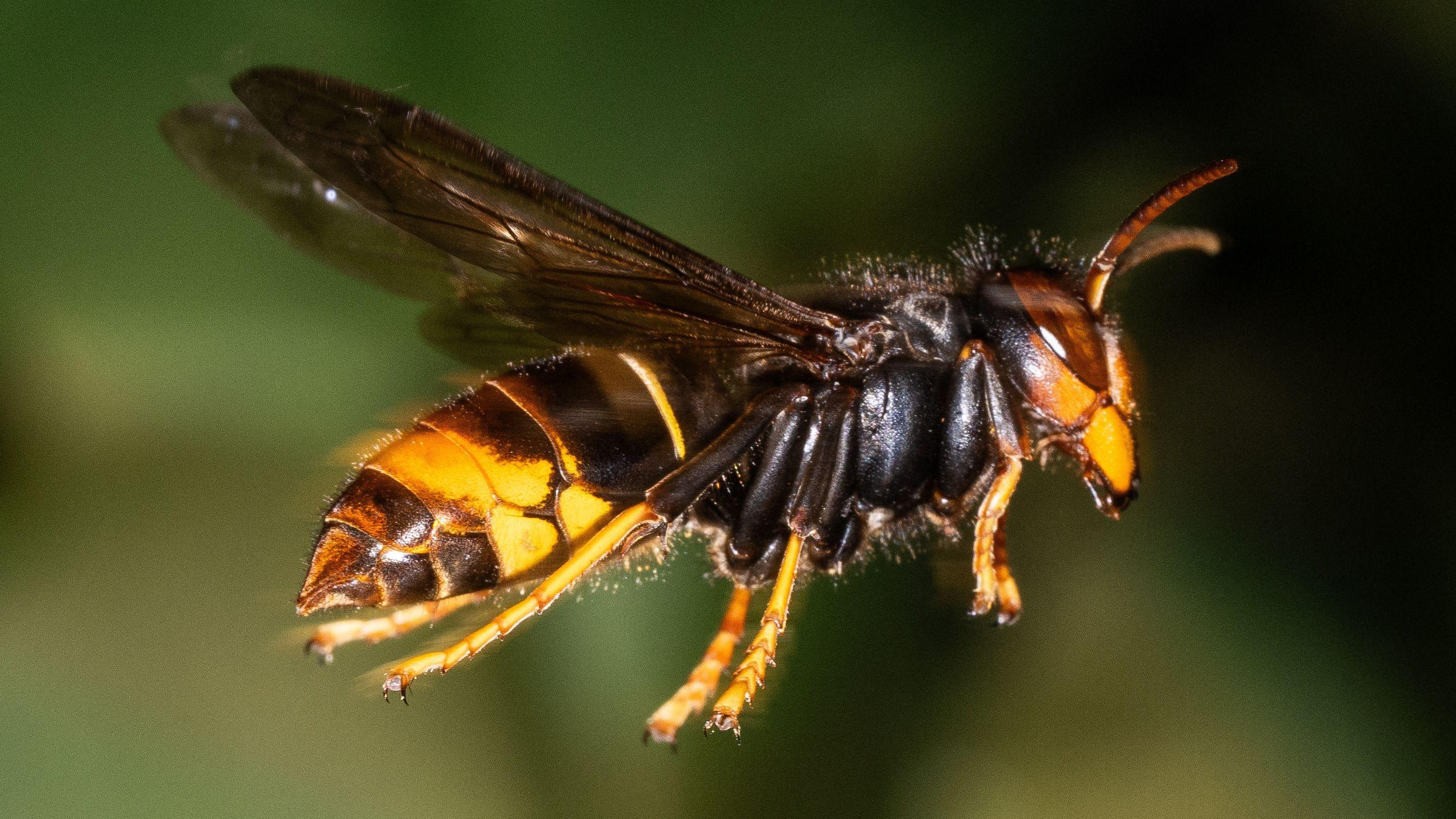 Asian hornet sting risk rising as nests increase