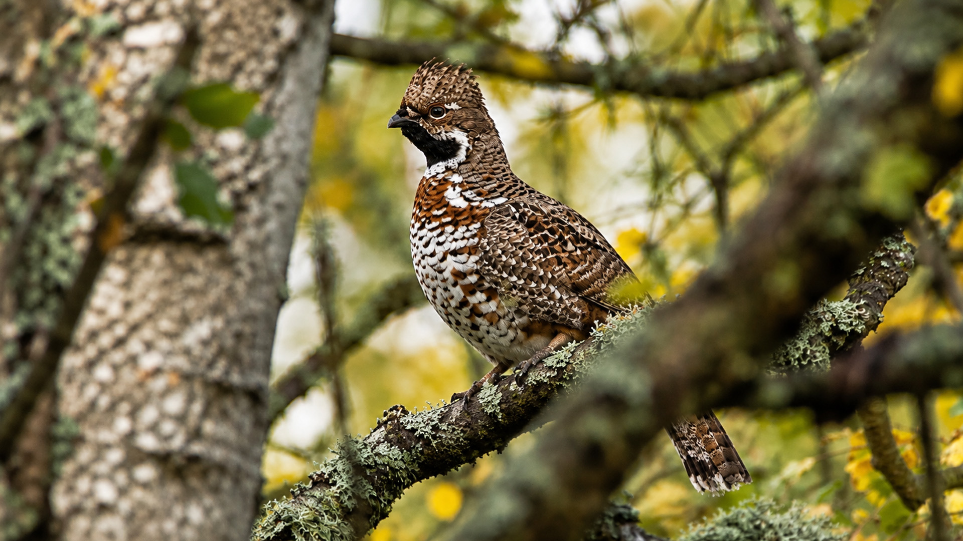 Une gélinotte huppée observe la forêt depuis une branche, filmée par ...