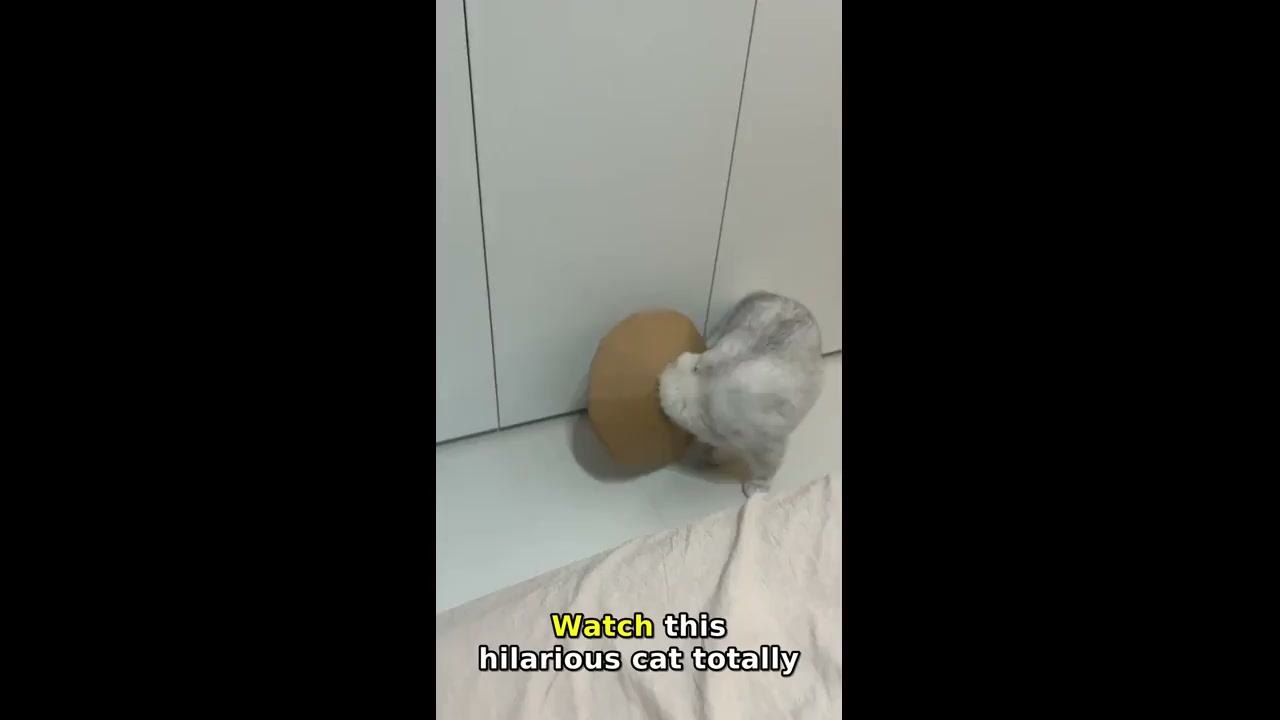 Cat wearing cardboard cone tries to jump on bed