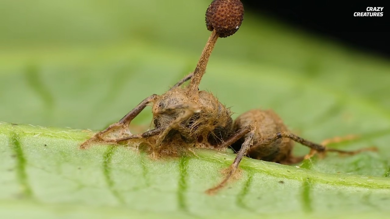 This zombie fungus mind controls insects... the ant is still alive ...