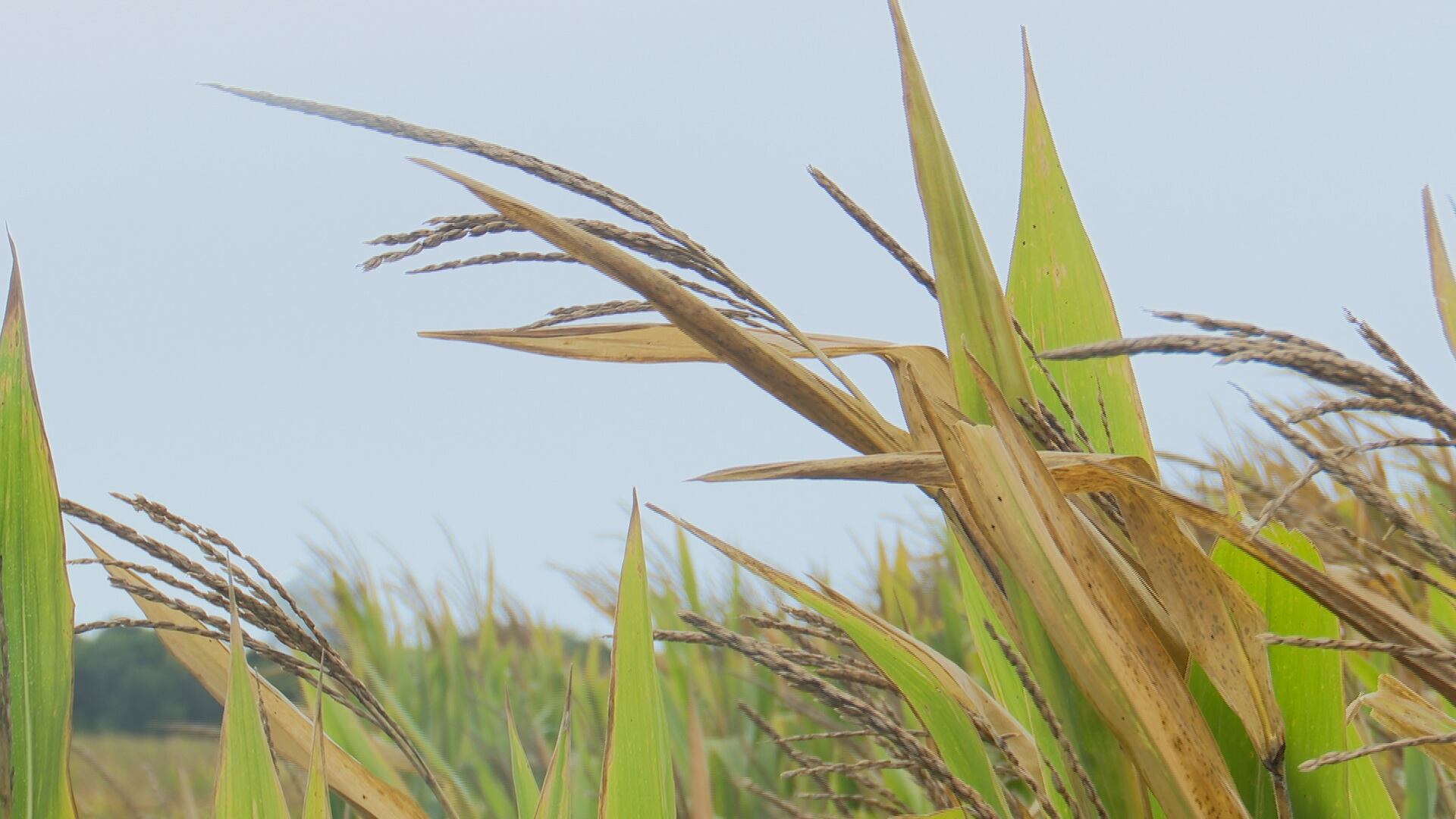 Kansas corn production expected to drop 39 million bushels in 2026
