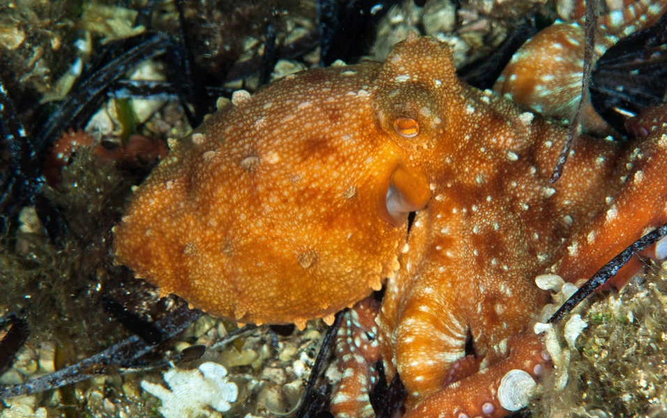 Inside the mind of the octopus