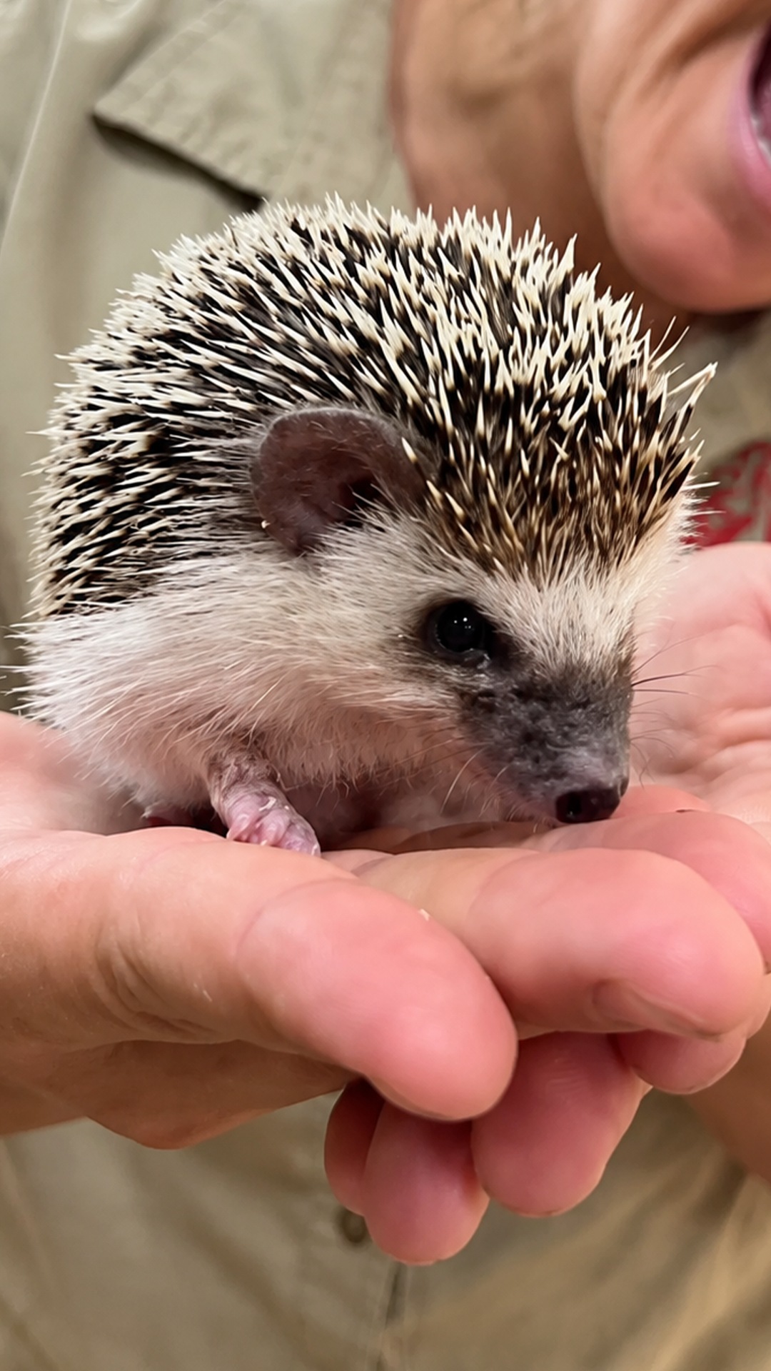 Pet hedgehog biting habit surprises owner during cuddle time
