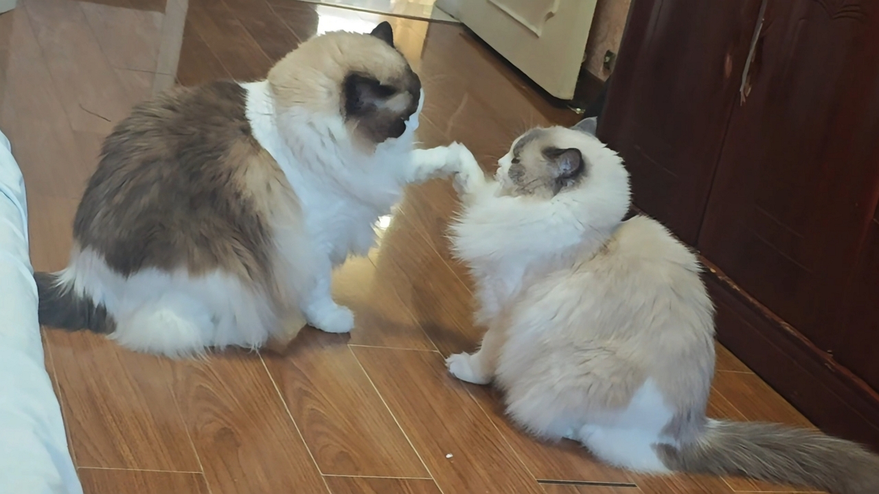 Two ragdoll cats gently paw at each other in play