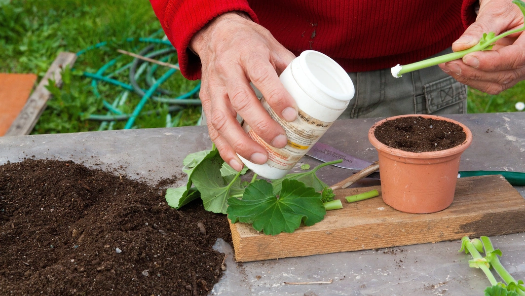 Clone your plants with air layering magic