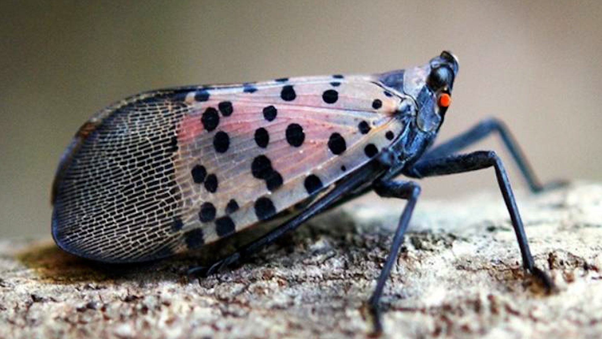 Spotted lanternfly confirmed in Windsor, Canadians urged to report ...