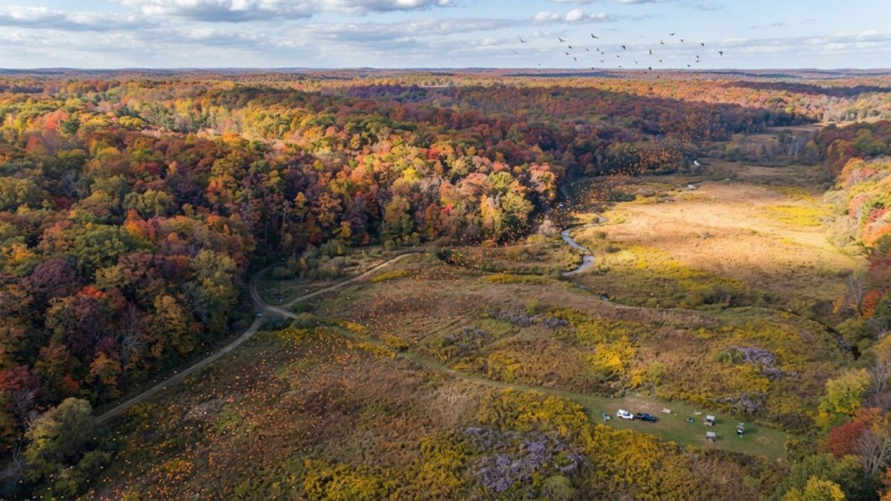 Monarch butterflies begin 3,000-mile US migration