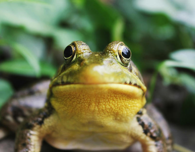 DNR officials ask Wisconsin drivers to watch for reptiles, amphibians ...