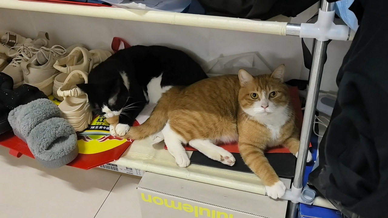 Cat playfully bites companion’s tail while relaxing together