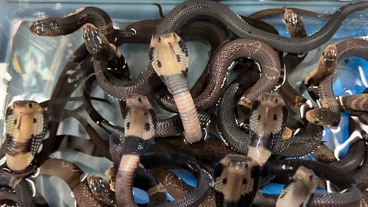 Baby cobra bath!