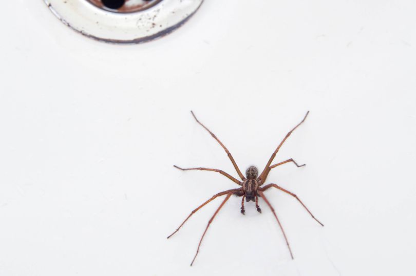 Keep spiders out all autumn with 1 simple item for your doors and windows