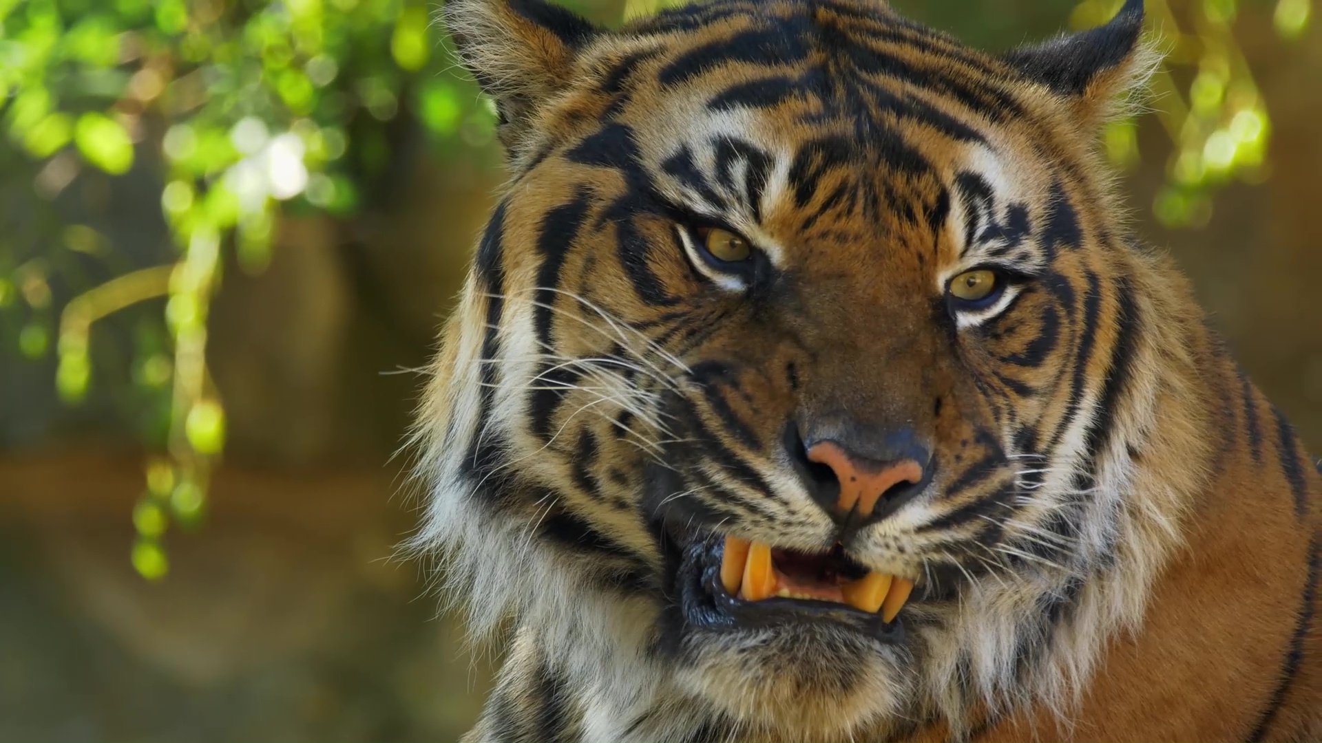 Tiger face with powerful eyes and exposed fangs