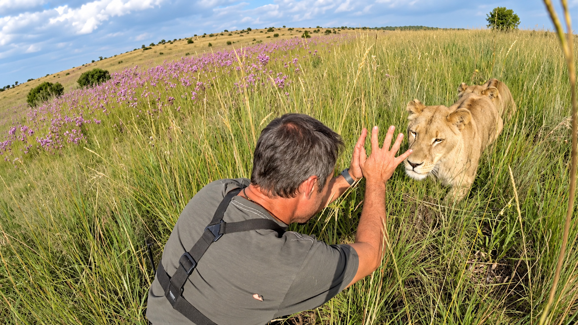 When a lion hug looks this intense,