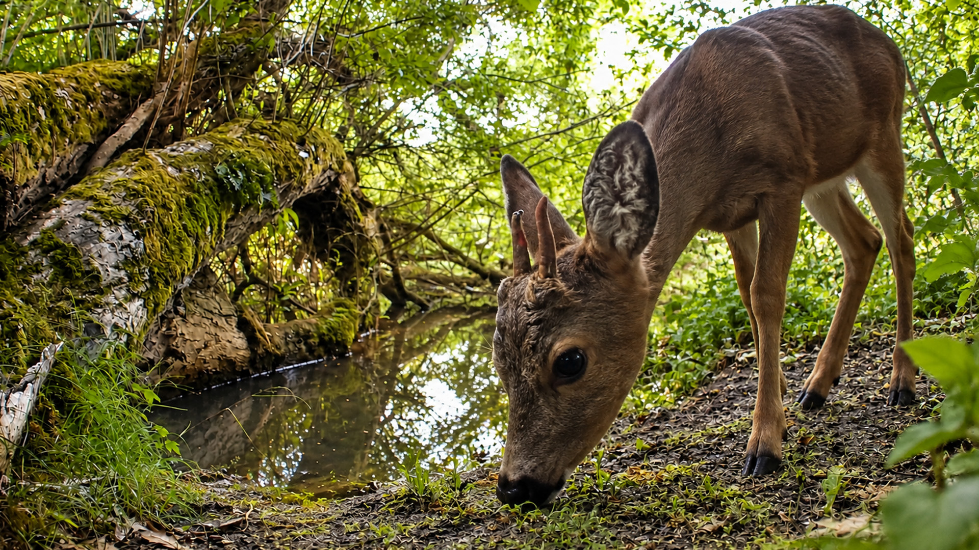 Young buck steps close to the camera trap beside a woodland creek