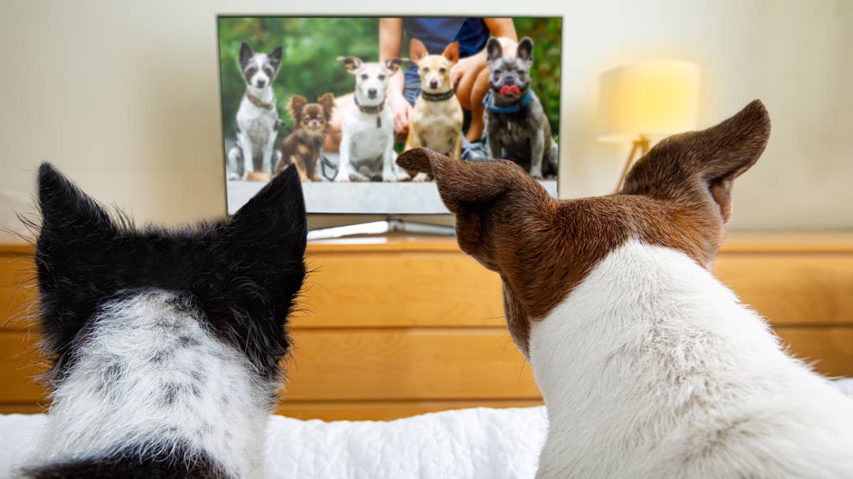 Netflix releases a pet-friendly cartoon, and dogs and cats are glued to ...