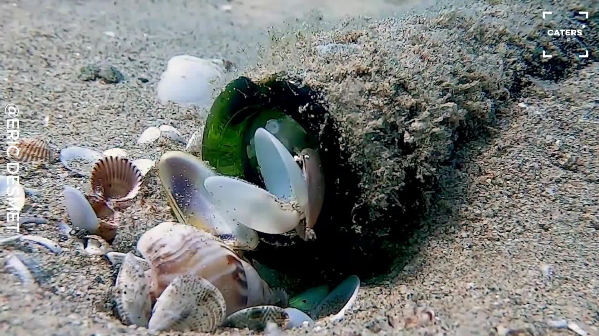 Divers spot something moving inside a bottle beneath the waves