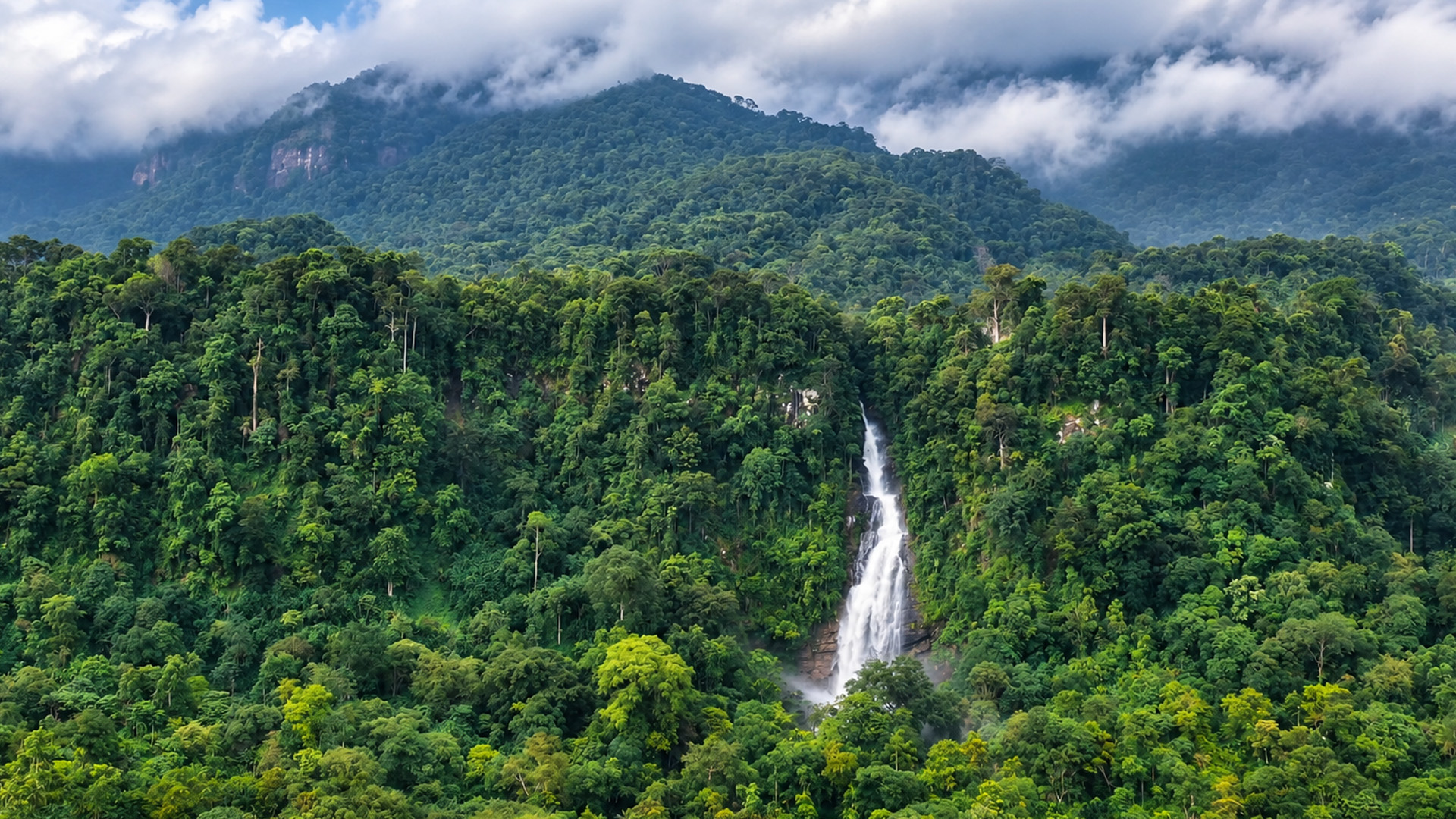 How Dense Is This Mountain Forest In Sri Lanka 