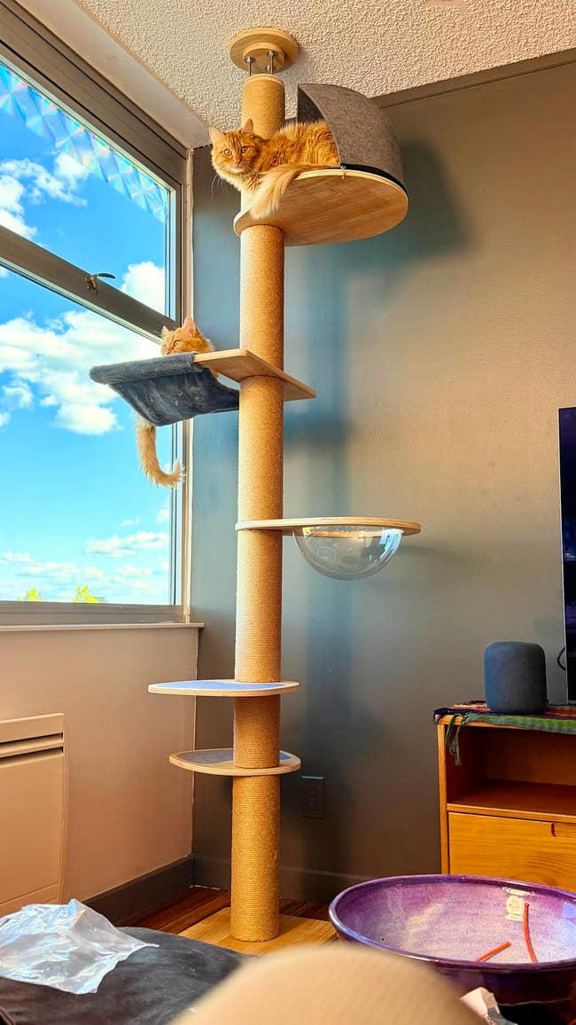 If you've got at least two cats running around your home, check out ...
