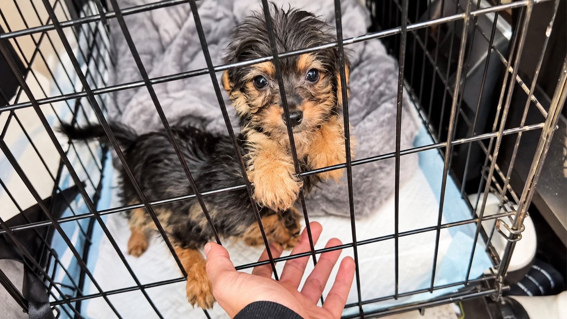 Rescue Puppies Needed Help and Doberman Answered